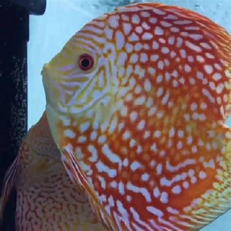 discus price philippines